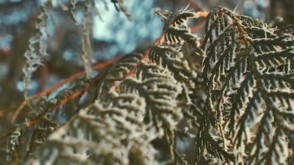 Çam dalları detay frost ile kaplı. Güneşli. — Stok video