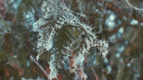 Çam dalları detay frost ile kaplı. Güneşli. — Stok video