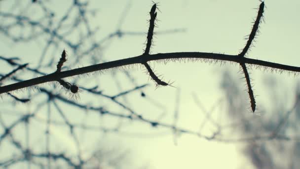 Branches d'arbres givrées se ferment. ensoleillé — Video