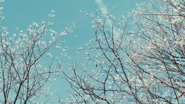 Tops das árvores na floresta de inverno. Rotação do céu . — Vídeo de Stock