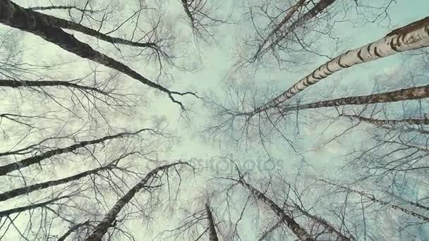 Cima degli alberi nella foresta invernale. Rotazione del cielo . — Video Stock