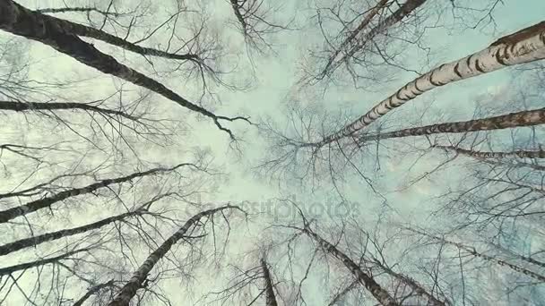 Hauts des arbres dans la forêt d'hiver. Rotation du ciel . — Video