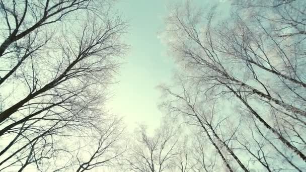Hauts des arbres dans la forêt d'hiver. Rotation du ciel . — Video