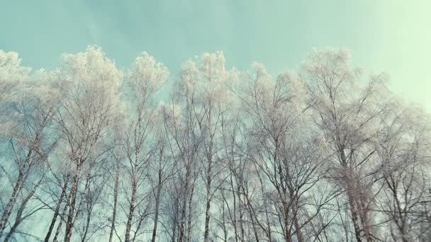 Wipfel der Bäume im Winterwald. Vertikales Schwenken. — Stockvideo