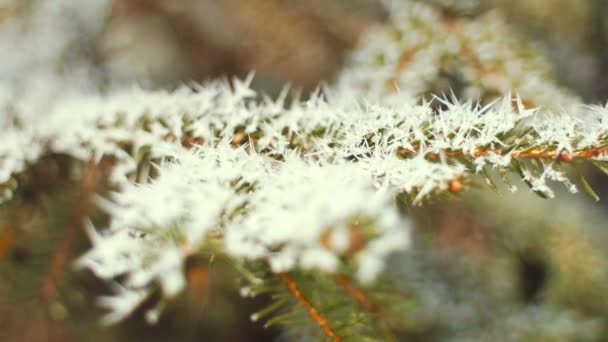 Çam dalları detay frost ile kaplı. Güneşli. — Stok video
