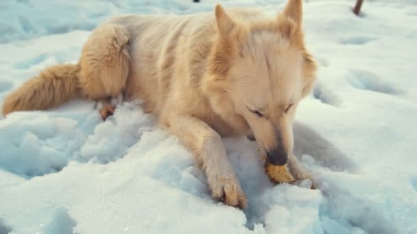 Собака лежит в снегу. playful . — стоковое видео