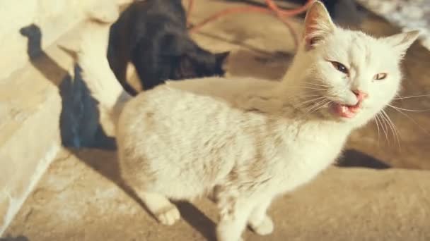 Svart och vit katt ser på kameran — Stockvideo
