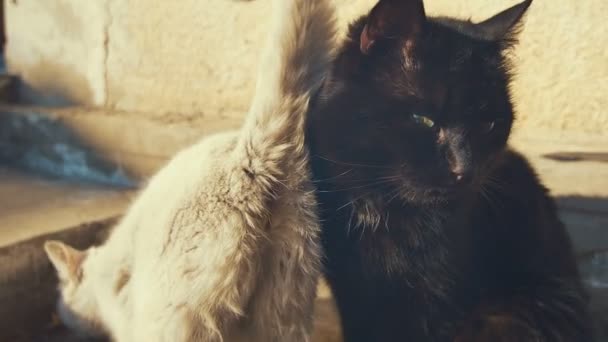 Gatos blancos y negros miran a la cámara — Vídeo de stock