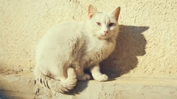 Kätzchen sitzt neben Wand auf Beton. sonnig. — Stockvideo