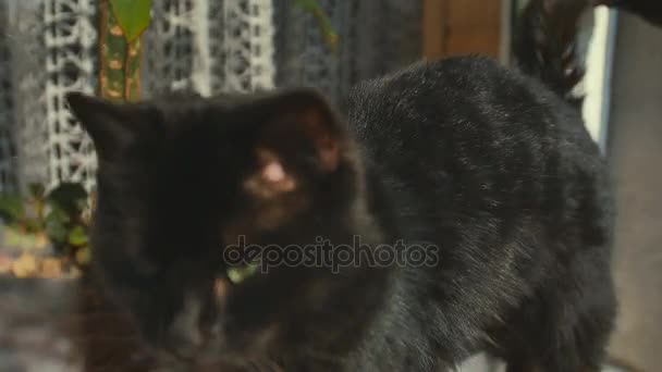 Cat observing near window with sun. Kitten sitting on window and watching. Outside. — Stock Video