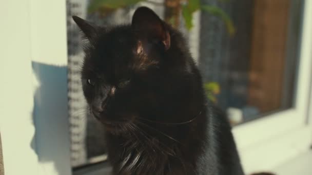 Chat observant près de la fenêtre avec le soleil. Chaton assis sur la fenêtre et regardant. Extérieur .