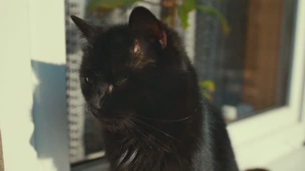 Gato observando cerca de ventana con sol. Gatito sentado en la ventana y mirando. Afuera. . — Vídeo de stock