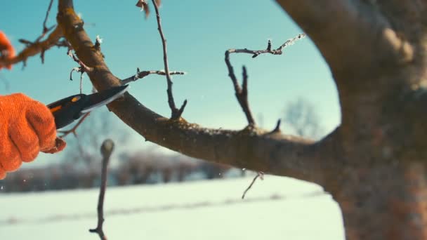 Mann schneidet gefrorene Äste ab. Schere. Winter. — Stockvideo