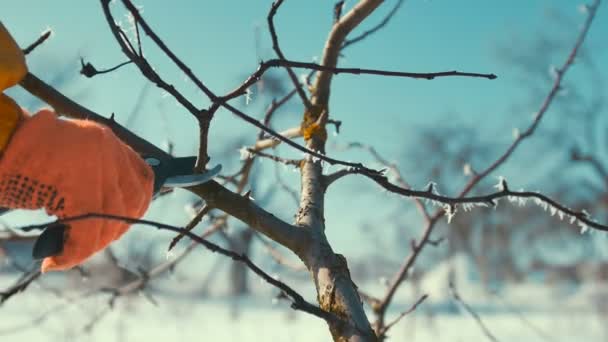 L'homme coupe des branches congelées. Ciseaux. Hiver . — Video