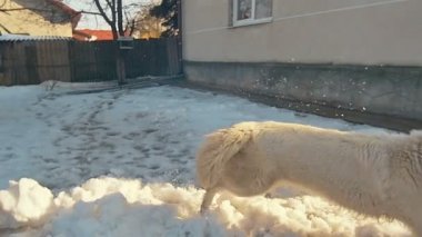 Beyaz İsviçre köpek oyun Snow.Slow çekimde çoban..