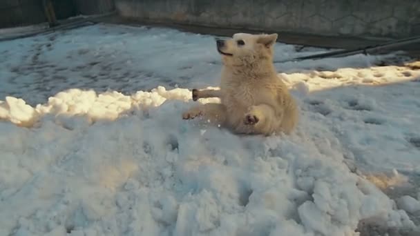 Weißer Schweizer Schäferhund spielt im Schnee. Zeitlupe. — Stockvideo