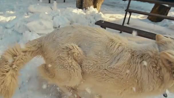 Weißer Schweizer Schäferhund spielt im Schnee. Zeitlupe. — Stockvideo