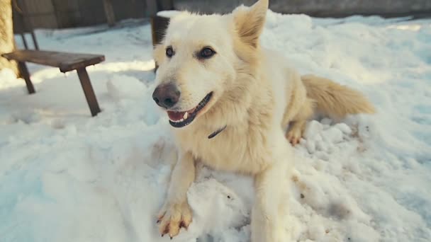 Weißer Schweizer Schäferhund spielt im Schnee. Zeitlupe. — Stockvideo