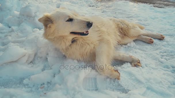 Weißer Schweizer Schäferhund spielt im Schnee. Zeitlupe. — Stockvideo