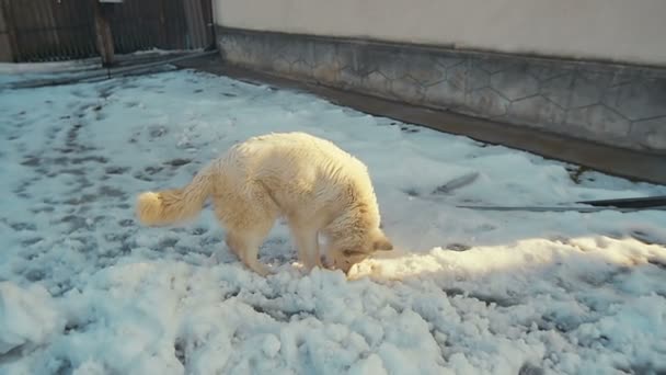 Weißer Schweizer Schäferhund spielt im Schnee. Zeitlupe. — Stockvideo