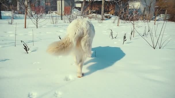 Chien de berger suisse blanc joue à la neige.Mouvement lent . — Video