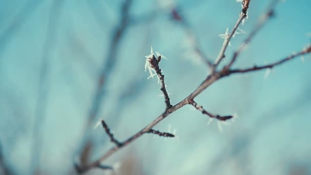 Frosted tree branches close up. sunny — Stock Video