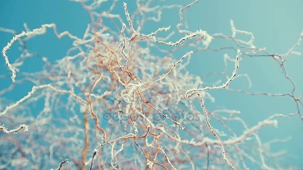 Ağaç dalları yakın çekim buzlu. güneşli — Stok video