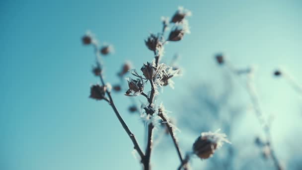 Frosted tree branches close up. sunny — Stock Video