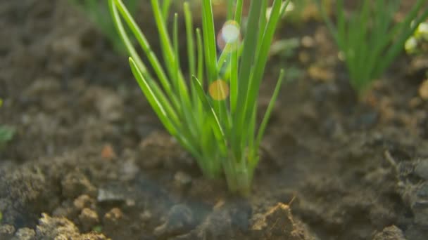 Cedo plantação de cebola verde na primavera em estufa. Close-up de cebola verde jovem no jardim cultivado ao sol . — Vídeo de Stock