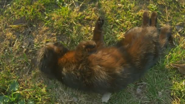 Лежал на траве игривый кот. Черная кошка отдыхает на солнце . — стоковое видео