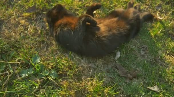 草遊び心のある猫に横たわっています。黒猫が太陽でリラックスします。. — ストック動画