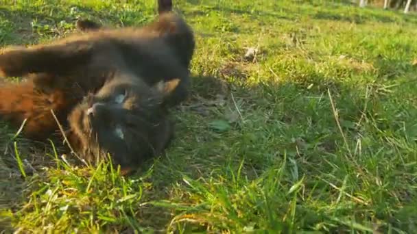 Liggande på gräset lekfulla katten. Black Cat koppla av i solen. — Stockvideo
