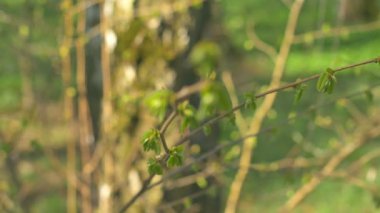 Genç taze bahar Rüzgar titreyen bırakır. İnce ağaç dal taze yeşil doğa arka plan üzerinde bırakır. Güneşli havalarda. Odaklanarak.