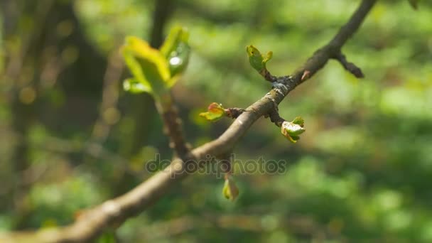 Hojas jóvenes y frescas de primavera temblando en el viento. Rama de árbol delgado con hojas verdes frescas en el fondo de la naturaleza. Clima soleado . — Vídeo de stock