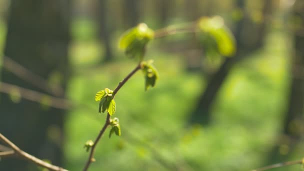 Молоде свіже листя весни тремтить на вітрі. Тонка гілка дерева зі свіжим зеленим листям на фоні природи. Сонячна погода. Фокусування . — стокове відео