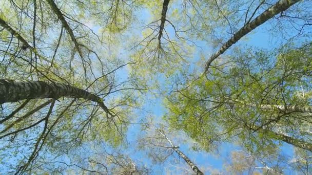 Cima degli alberi nella foresta primaverile. Rotazione del cielo . — Video Stock