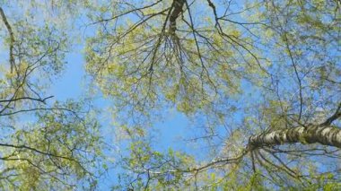 Bahar orman ağaçların en fazla. Gökyüzünün döndürme.