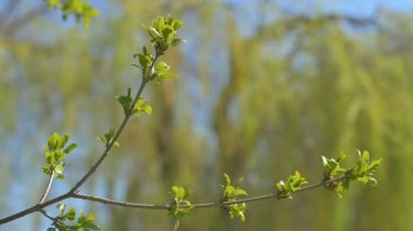 Genç taze bahar Rüzgar titreyen bırakır. İnce ağaç dal taze yeşil doğa arka plan üzerinde bırakır. Güneşli havalarda.
