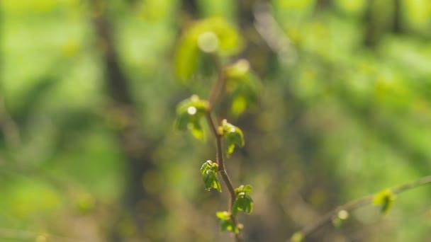 Hojas jóvenes y frescas de primavera temblando en el viento. Rama de árbol delgado con hojas verdes frescas en el fondo de la naturaleza. Clima soleado. Enfoque . — Vídeo de stock