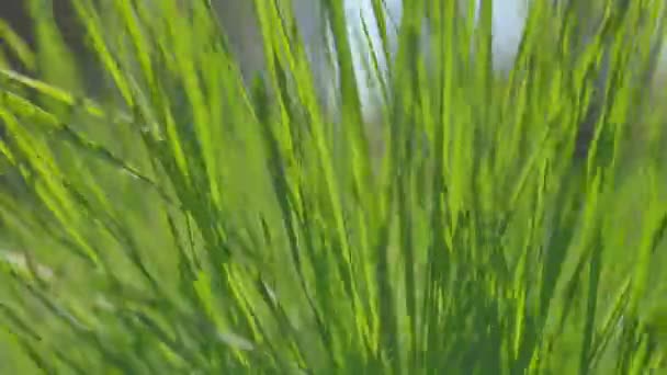 Herbe en mouvement dans le vent. Ferme là. Panoramique verticale .