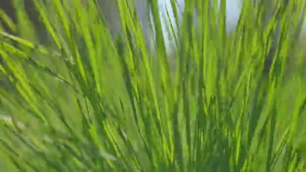 Herbe en mouvement dans le vent. Ferme là. Panoramique verticale . — Video