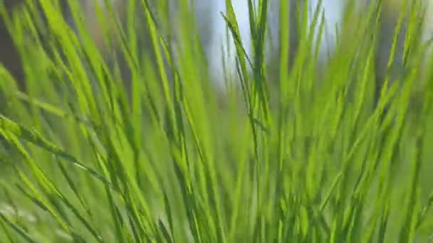 Herbe en mouvement dans le vent. Gros plan .