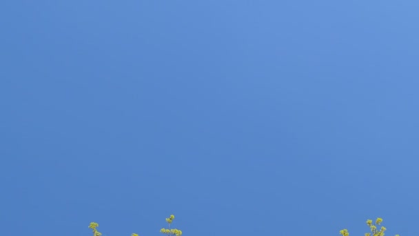 Hauts des arbres dans la forêt printanière. Météo ensoleillée. Panoramique verticale . — Video