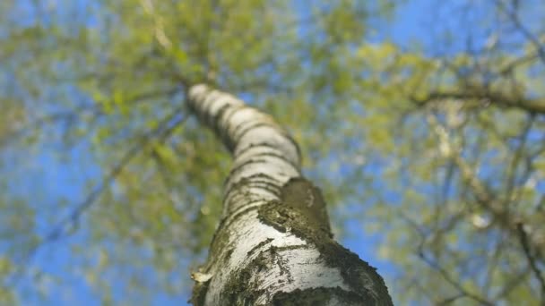 Centrándose en el abedul contra el cielo azul en el bosque . — Vídeos de Stock