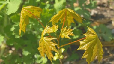 Küçük akçaağaç. Küçük ağaç yaprakları ile rüzgarla sways. Güneşli bahar hava.