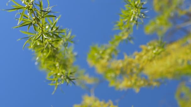 En regardant vers le haut du saule. Sous le ciel bleu . — Video