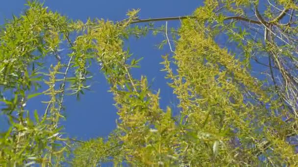 En regardant vers le haut du saule. Sous le ciel bleu . — Video