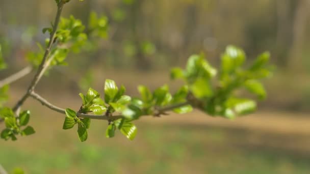 Ung fräsch våren lämnar darrande på vinden. Tunn trädgren med färska gröna blad på natur bakgrund. Soligt väder. Fokusera. — Stockvideo