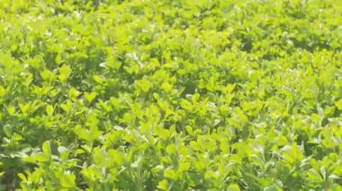 Medicago yeşil bahar alan. Taze yapraklar. Yakın çekim. Güneşli.