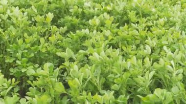 Medicago yeşil bahar alan. Taze yapraklar. Yakın çekim. Bulutlu.